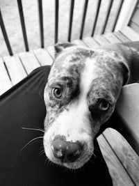 a black and white photo of a dog laying on a person's lap