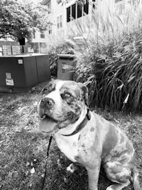 a black and white photo of a dog sitting in the grass