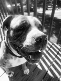 a black and white photo of a dog standing on a deck