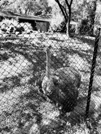 a black and white photo of an ostrich in a zoo