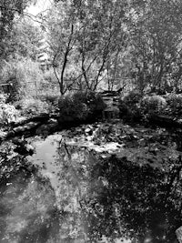 a black and white photo of a pond in a garden